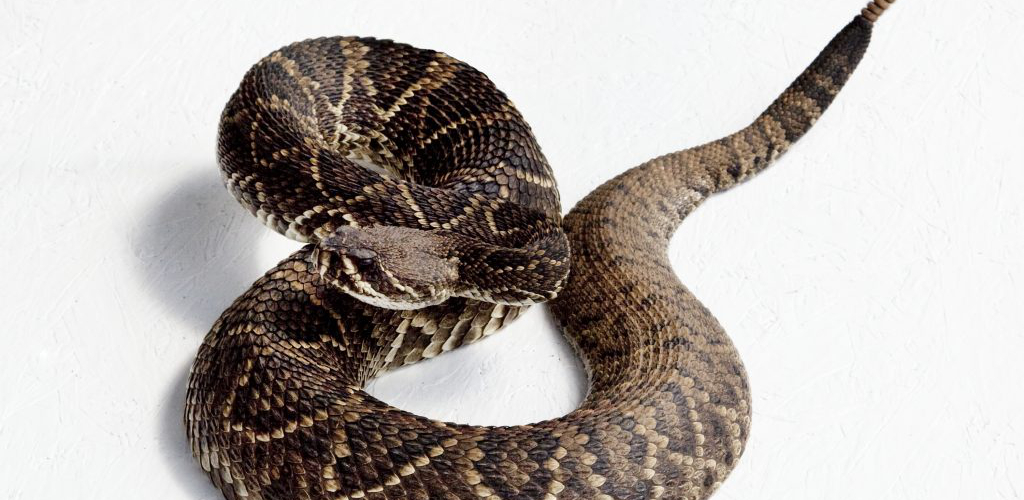 animais em condomínio pets
