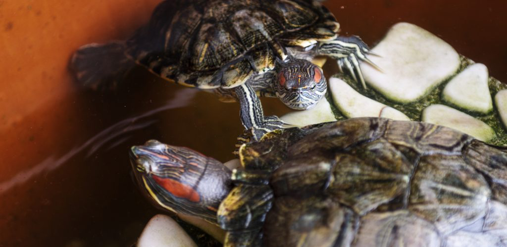 animais em condomínio pets
