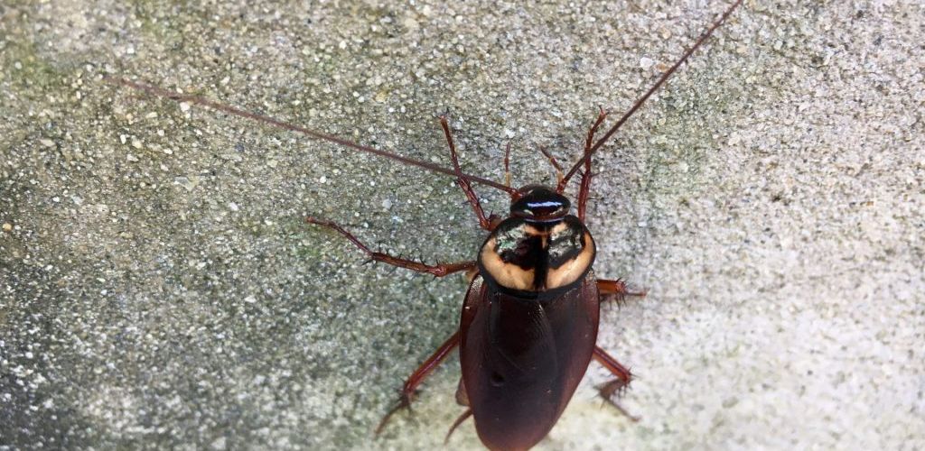 Sem a limpeza, pode ocorrer infestação de baratas e ratos, atraídos pelos resíduos acumulados