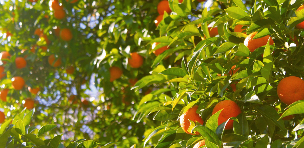 poda de árvores frutíferas no condomínio autorização como fazer