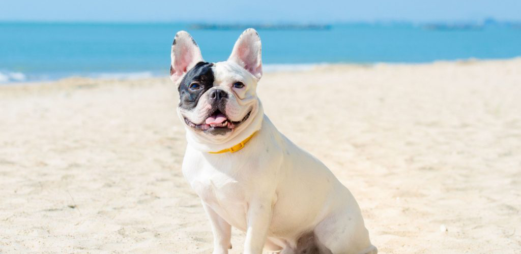 regras de condomínio na praia pets